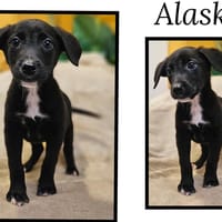 Alaska, chienne à adopter
