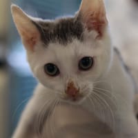 IKHAL, chat à adopter
