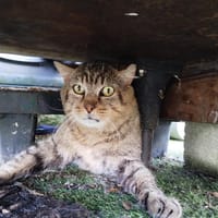 Jules, chat à adopter