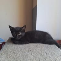 IVORIA, chatte à adopter