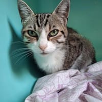 PALOMA, chatte à adopter