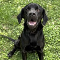 Milo CAA13847, chien à adopter