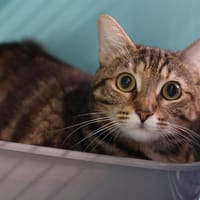 MESSAYA, chatte à adopter