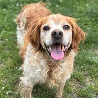 Jack CAA13839, chien à adopter
