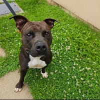 HADES PAA22941, chien à adopter