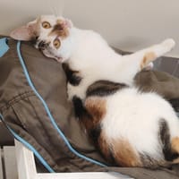 COOKY, chatte à adopter