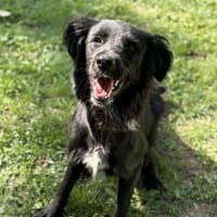 Aladin CAA13842, chien à adopter