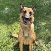 Sya CAA13849, chienne à adopter
