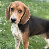 Fripouille CAA13850, chien à adopter