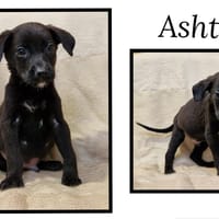 ASHTAG, chien à adopter