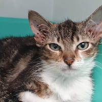 NOUT CHA, chatte à adopter
