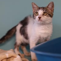 CHARMAINE, chatte à adopter