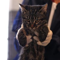 CLIO, chat à adopter