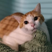CACAHUETE, chat à adopter