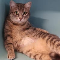 BESS, chatte à adopter
