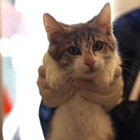 CHAUSSETTE, chatte à adopter