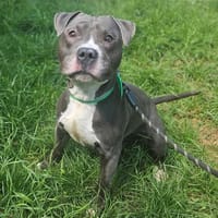 BULLGUM, chien à adopter