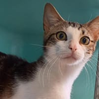 VENOM QCT, chat à adopter