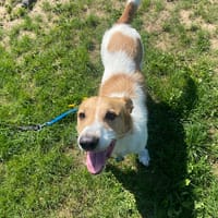 Billy Boy paa22940, chien à adopter