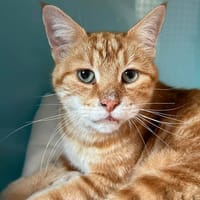 NESTOR, chat à adopter
