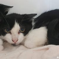 NINO CHA, chat à adopter