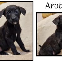 AROBASE, chienne à adopter