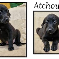 Atchoum, chien à adopter