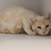 Benji, chat à adopter