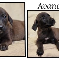 AVANA, chienne à adopter