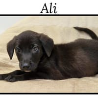 ALI, chien à adopter