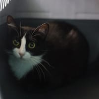LIOTTA, chatte à adopter