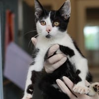 VINYLF, chatte à adopter