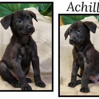 Achille, chien à adopter