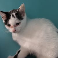 GRIMINI, chatte à adopter