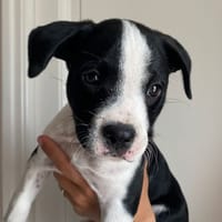 IZIO CHAO, chien à adopter