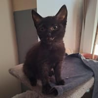 ONDA, chatte à adopter