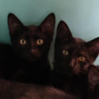 OOLONG, chat à adopter