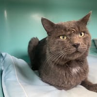 OTIS, chat à adopter