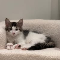 SLIP, chat à adopter