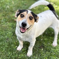 Caramelle, chien à adopter