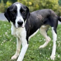Reglise CAA13846, chien à adopter