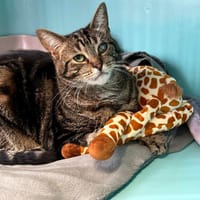 SOCRATE, chat à adopter