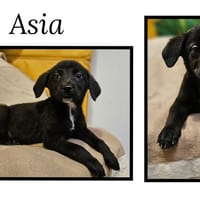 ASIA, chienne à adopter