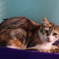 MACHINE, chatte à adopter