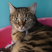 SCOTTIE, chat à adopter