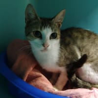 DAISY, chatte à adopter