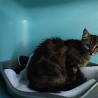 MELBA, chatte à adopter