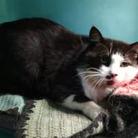 FELIX, chat à adopter