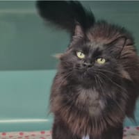 kora, chatte à adopter
