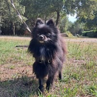 Wicket, chien à adopter